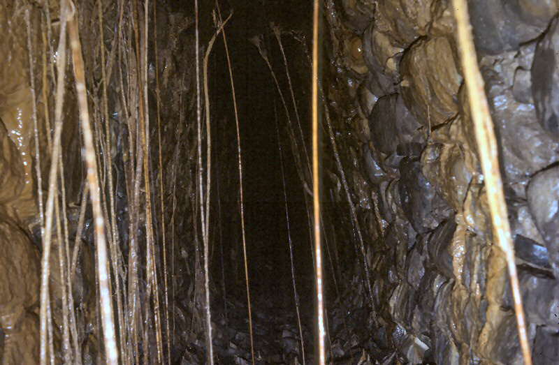 m o r e   r o o t s   s e a r c h i n g   f o r   w a t e r   