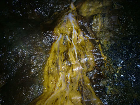 c a e   c o c h   