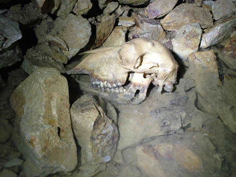 c o n w y   m o u n t a i n   m i n e   